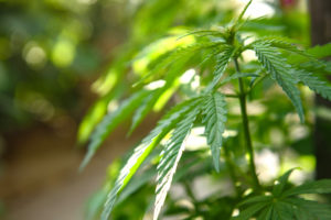 Young marijuana leaves on cannabis cultivation plantation